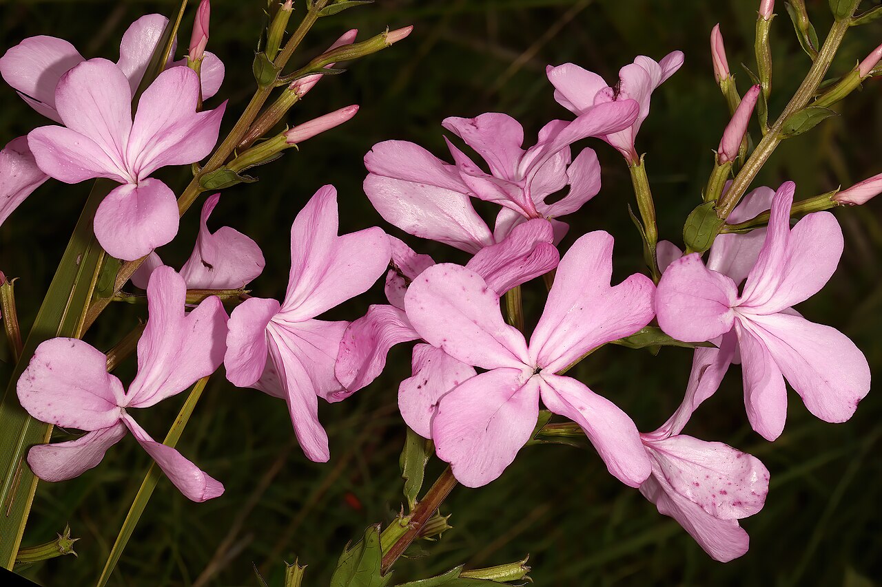 Cycnium racemosum: Cycnium racemosum , flowers; root hemiparasite in grassland, Umtamvuna Nature Reserve near Office, Port Edward, KwaZulu-Natal, South Africa