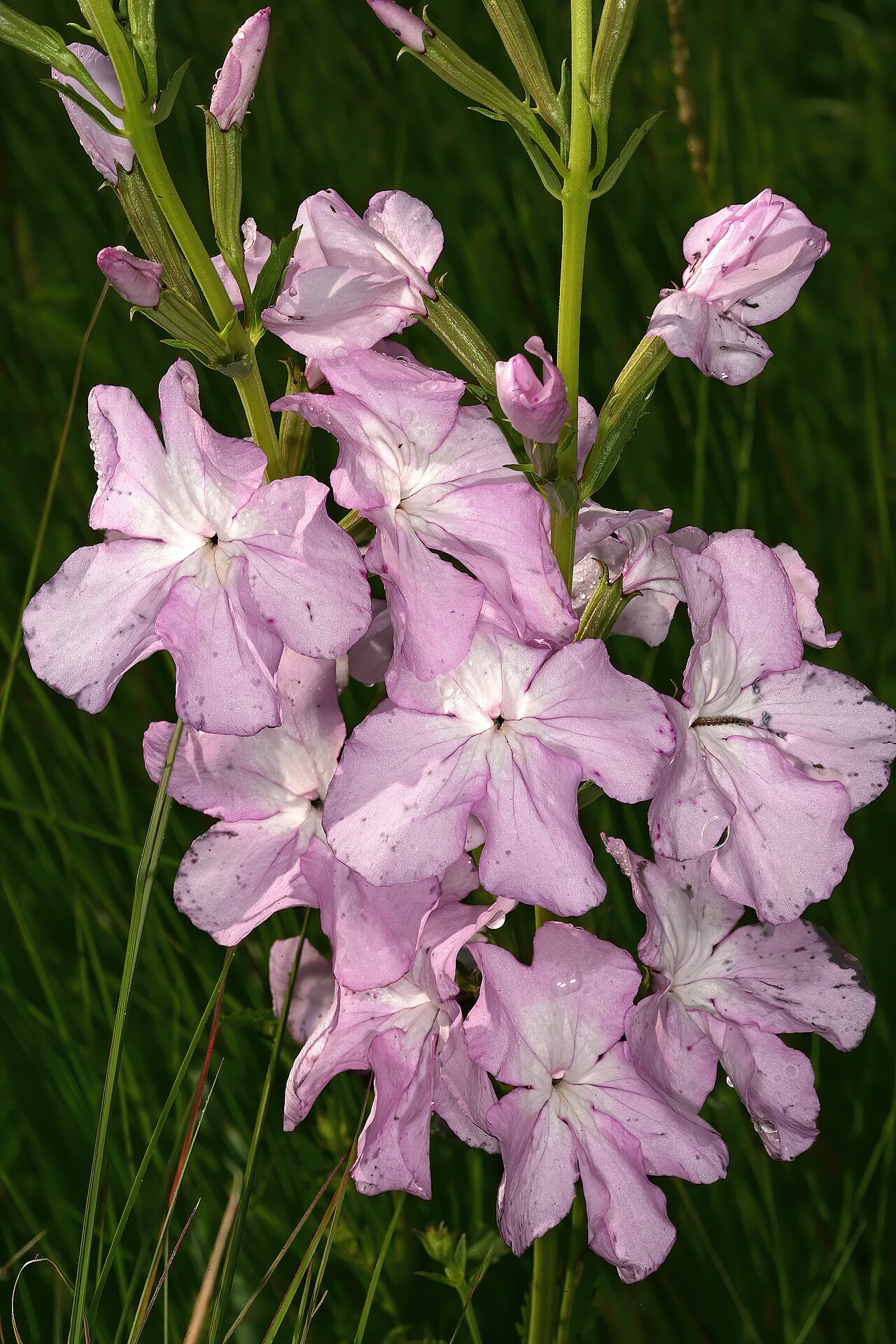 Cycnium racemosum: Cycnium racemosum , flowers; root hemiparasite in grassland, near Kaapsehoop, Mpumalanga, South Africa