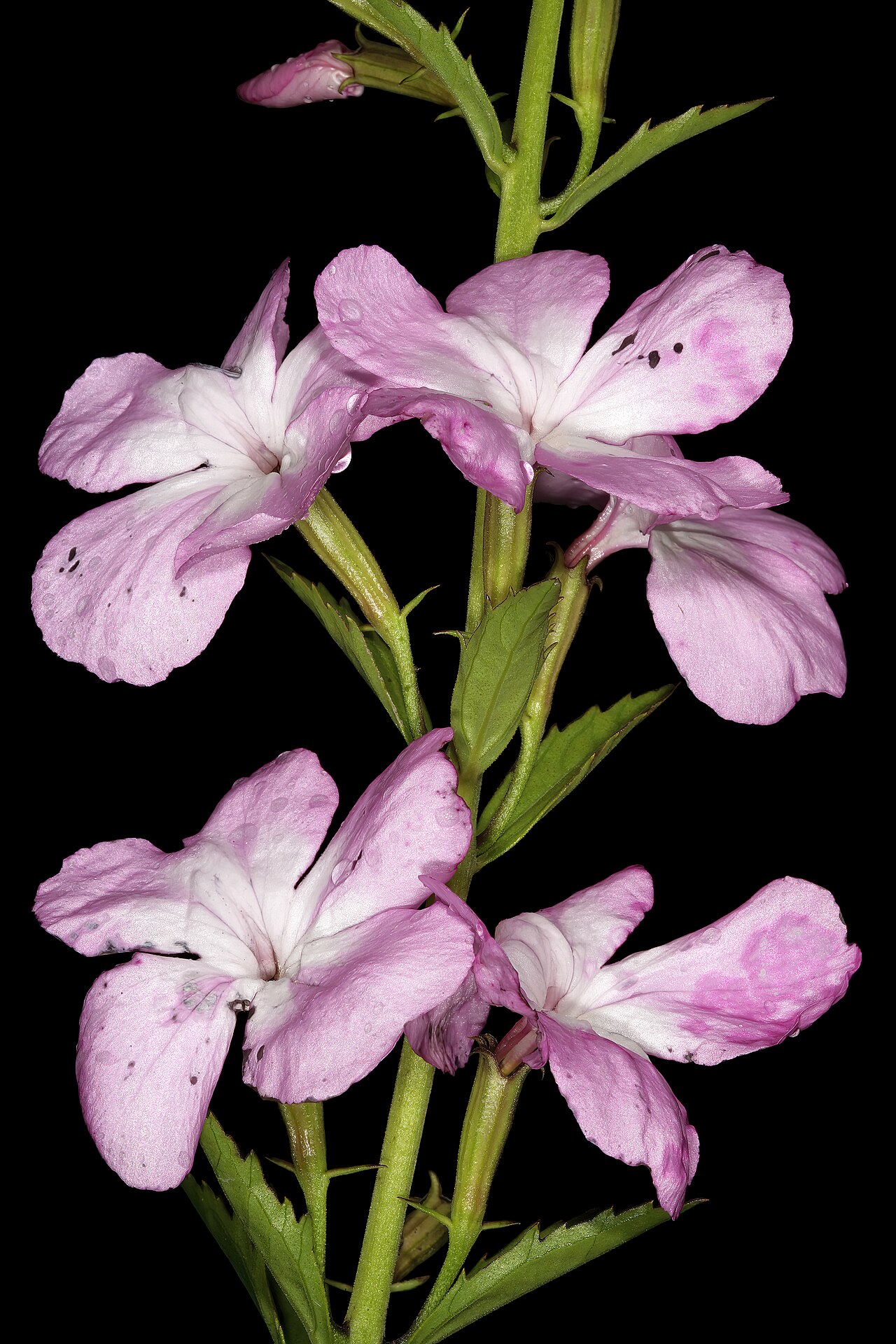 Cycnium racemosum: Cycnium racemosum , flowers; root hemiparasite in grassland, near Kaapsehoop, Mpumalanga, South Africa