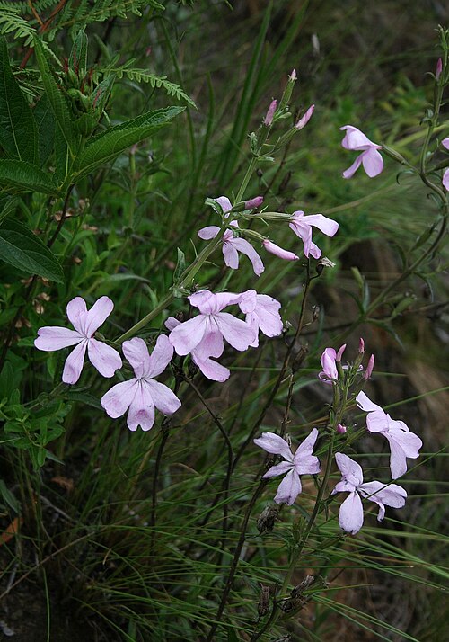 Cycnium racemosum: Cycnium racemosum , Sommerwurzgewächse (Orobanchaceae) – Südafrika/South Africa: KwaZulu-Natal, Drakensberge, Royal Natal National Park, NE Thendele Camp, ca. 1