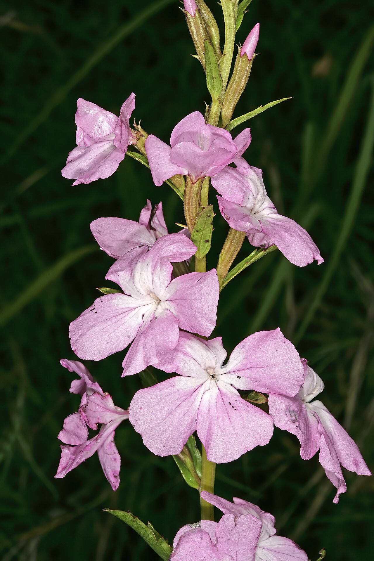 Cycnium racemosum: Cycnium racemosum , flowers; root hemiparasite in grassland, near Kaapsehoop, Mpumalanga, South Africa
