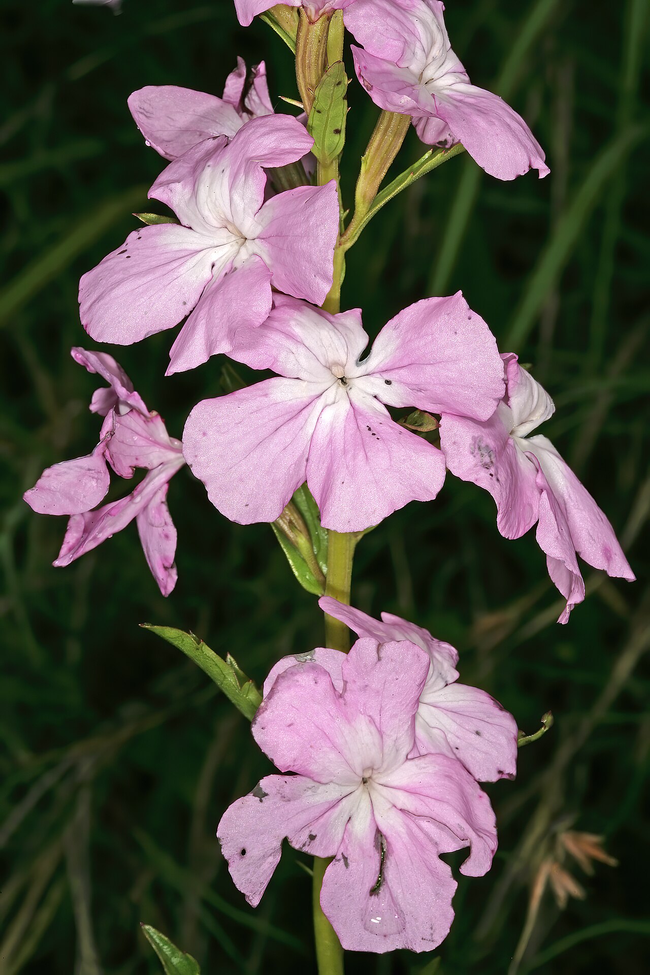 Cycnium racemosum: Cycnium racemosum , flowers; root hemiparasite in grassland, near Kaapsehoop, Mpumalanga, South Africa