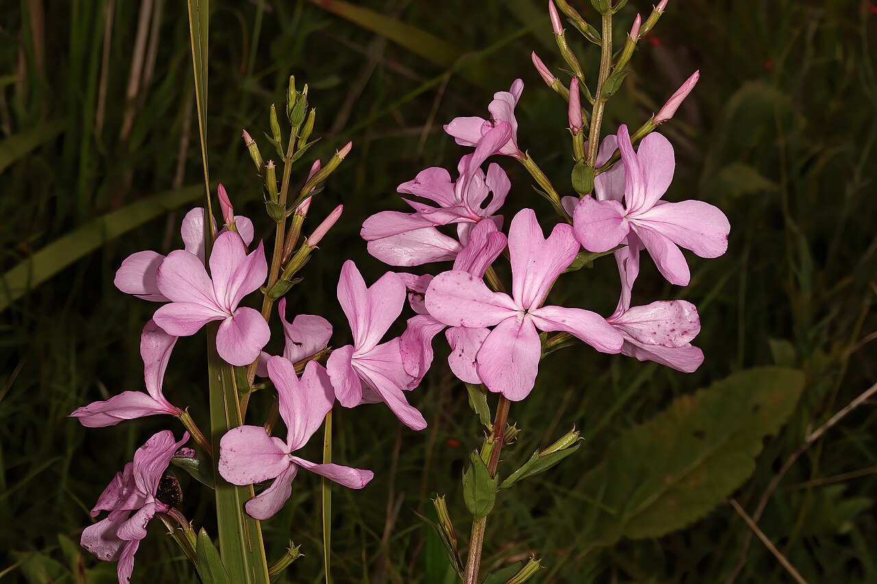 Cycnium racemosum: Cycnium racemosum , flowers; root hemiparasite in grassland, Umtamvuna Nature Reserve near Office, Port Edward, KwaZulu-Natal, South Africa