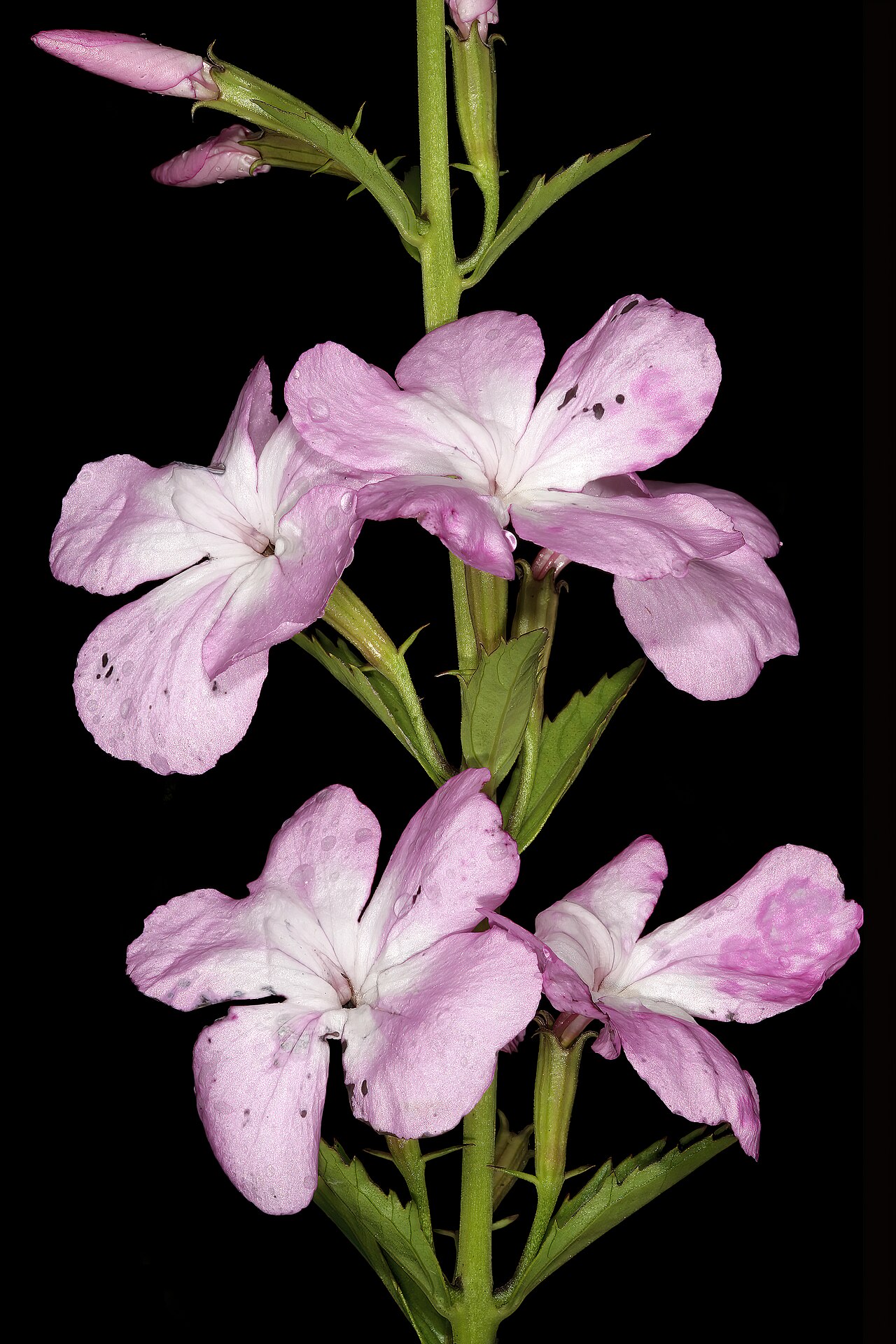 Cycnium racemosum: Cycnium racemosum , flowers; root hemiparasite in grassland, near Kaapsehoop, Mpumalanga, South Africa