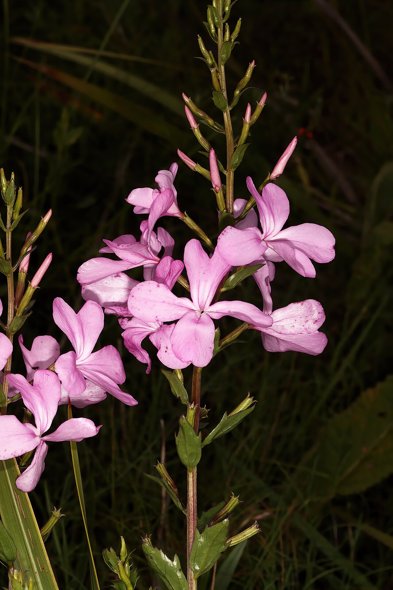 Cycnium racemosum: Cycnum racemosum , flowers; root hemiparasite in grassland, Umtamvuna Nature Reserve near Office, Port Edward, KwaZulu-Natal, South Africa