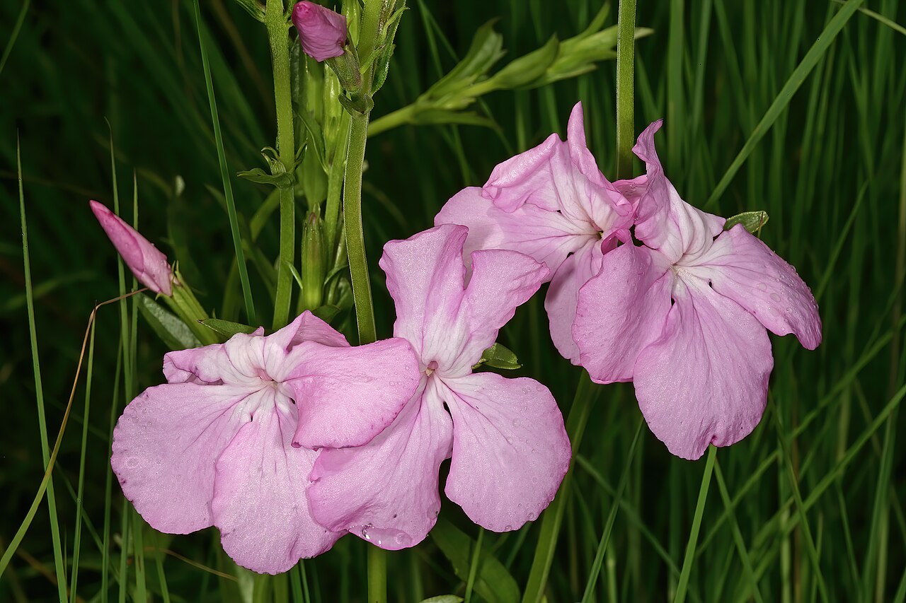 Cycnium racemosum: Cycnium racemosum , flowers; root hemiparasite in grassland, near Kaapsehoop, Mpumalanga, South Africa