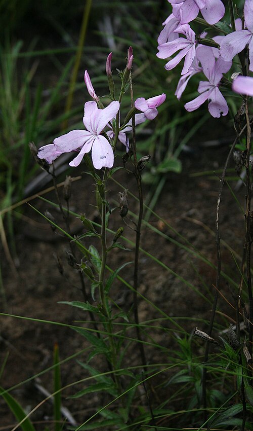 Cycnium racemosum: Cycnium racemosum , Sommerwurzgewächse (Orobanchaceae) – Südafrika/South Africa: KwaZulu-Natal, Drakensberge, Royal Natal National Park, NE Thendele Camp, ca. 1