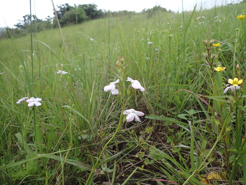 Cycnium tubulosum (Cycnium tubulosum)