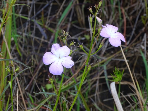 Cycnium tubulosum (Cycnium tubulosum)