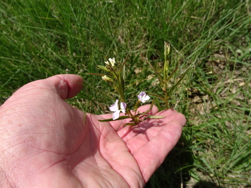 Cycnium tubulosum (Cycnium tubulosum)