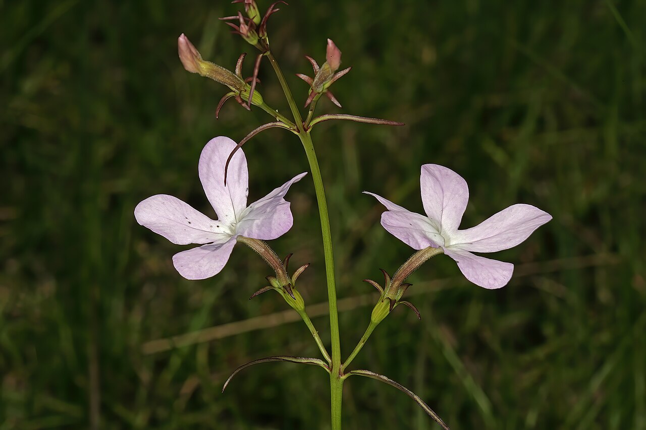 Cycnium tubulosum: Cycnium tubulosum subsp. tubulosum ; flowers; root hemiparasite in grassland, near Umtamvuna River Pump Station, Port Edward, KwaZulu-Natal, South Africa