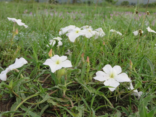 Cycnium tubulosum (Cycnium tubulosum)