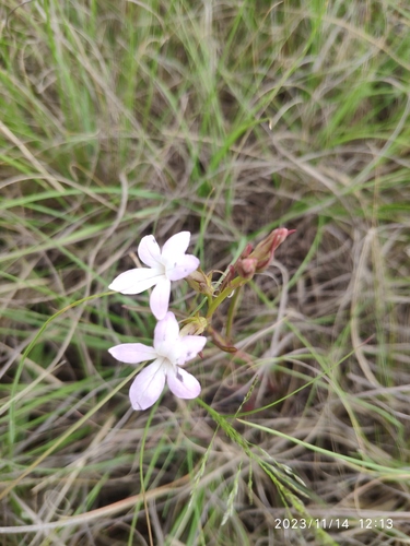 Cycnium tubulosum (Cycnium tubulosum)