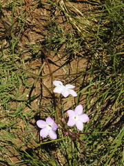 Cycnium tubulosum (Cycnium tubulosum)