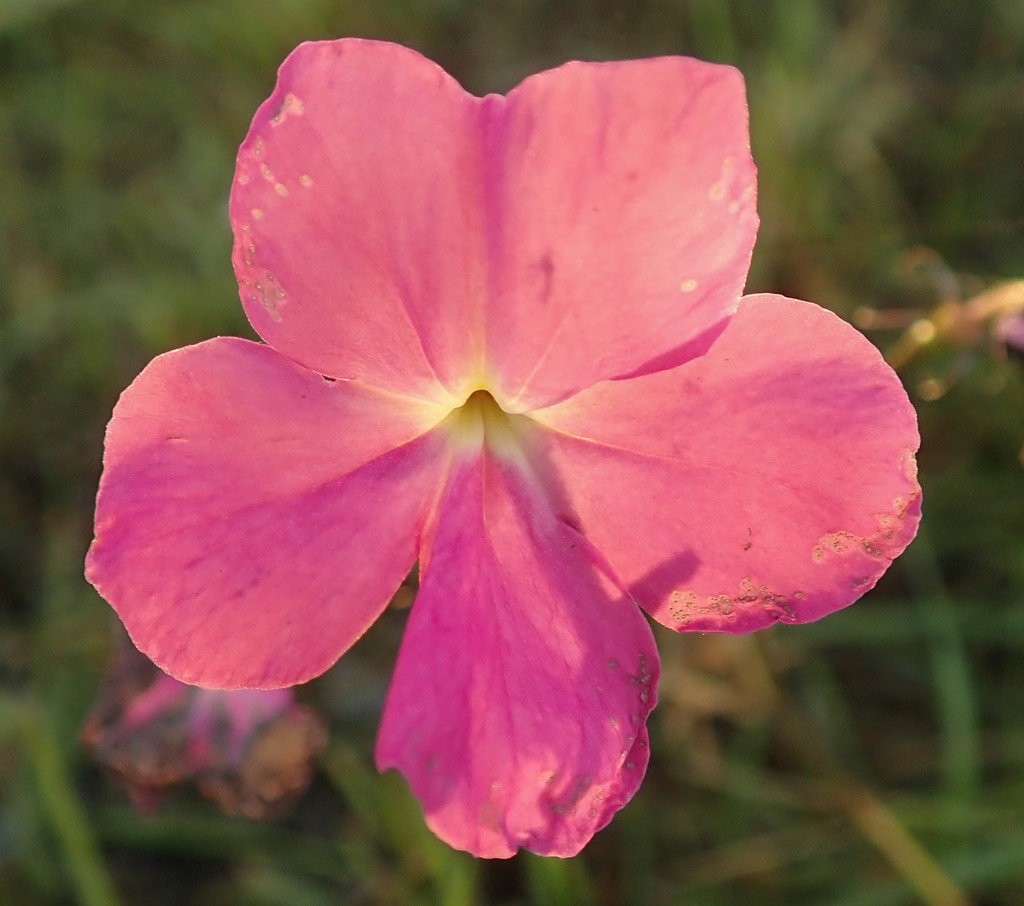 Cycnium tubulosum (Cycnium tubulosum)