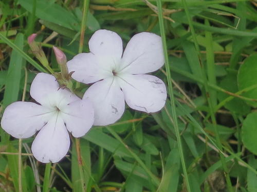 Cycnium tubulosum (Cycnium tubulosum)