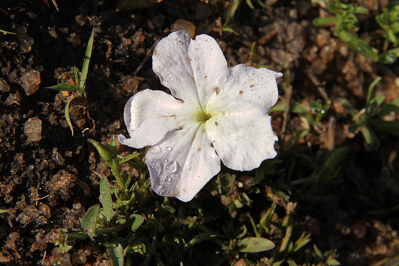 Cycnium tubulosum: The hemiparasite Cycnium tubulosum (Orobanchaceae), photographed at Manyatta Camp, at the edge of Maasai Mara National Park, Kenya