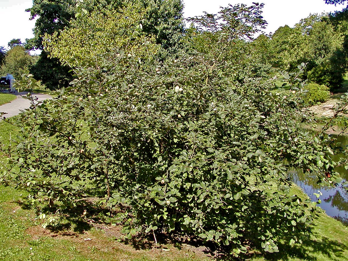 Quince: Photo of Cydonia oblonga (quince) at Aarhus Botanical Garden