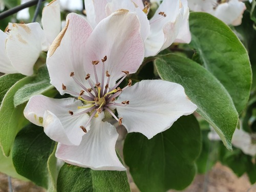 Quince (Cydonia oblonga)