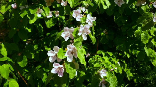 Quince (Cydonia oblonga)