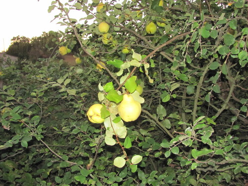 Quince (Cydonia oblonga)