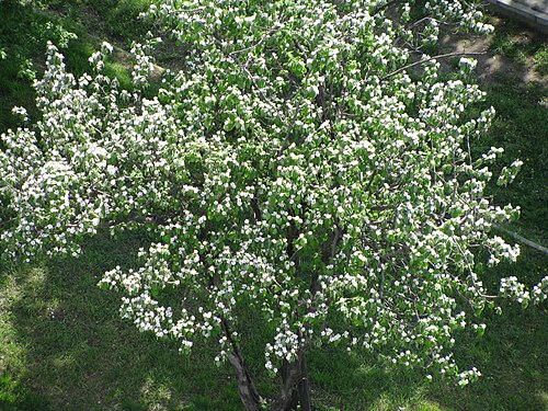 Quince: Cydonia oblonga, Bucharest, Romania