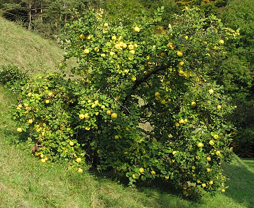 Quince: Früchte tragender Quittenbaum