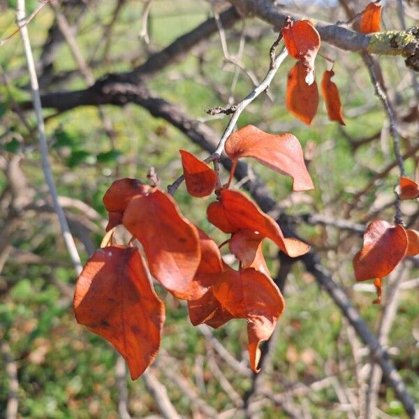 Quince (Cydonia oblonga)