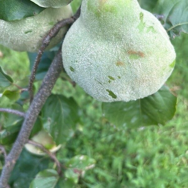 Quince (Cydonia oblonga)