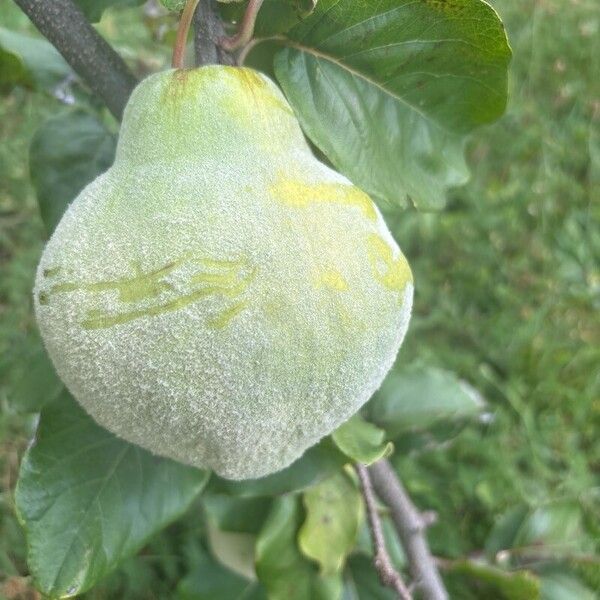 Quince (Cydonia oblonga)