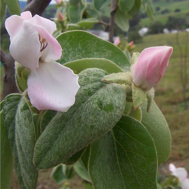 Quince: Quince flowers