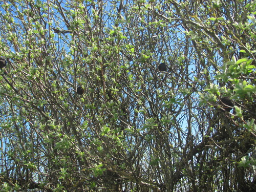 Quince (Cydonia oblonga)