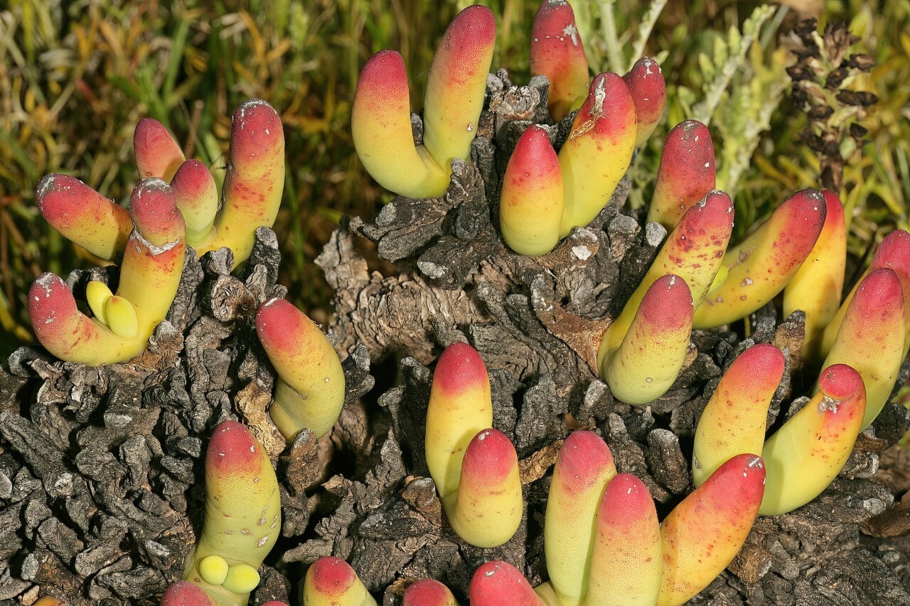 Cylindrophyllum calamiforme: Cylindrophyllum calamiformis , plant; Karoo Desert National Botanical Garden, Worcester, Western Cape, South Africa