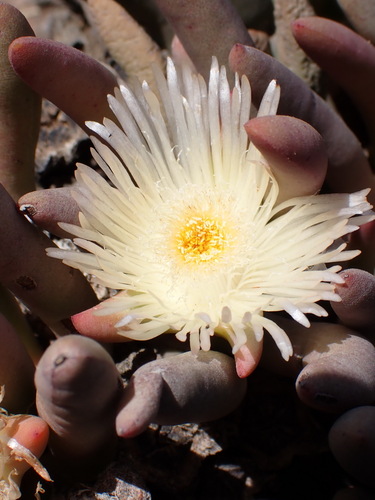 Cylindrophyllum comptonii (Cylindrophyllum comptonii)