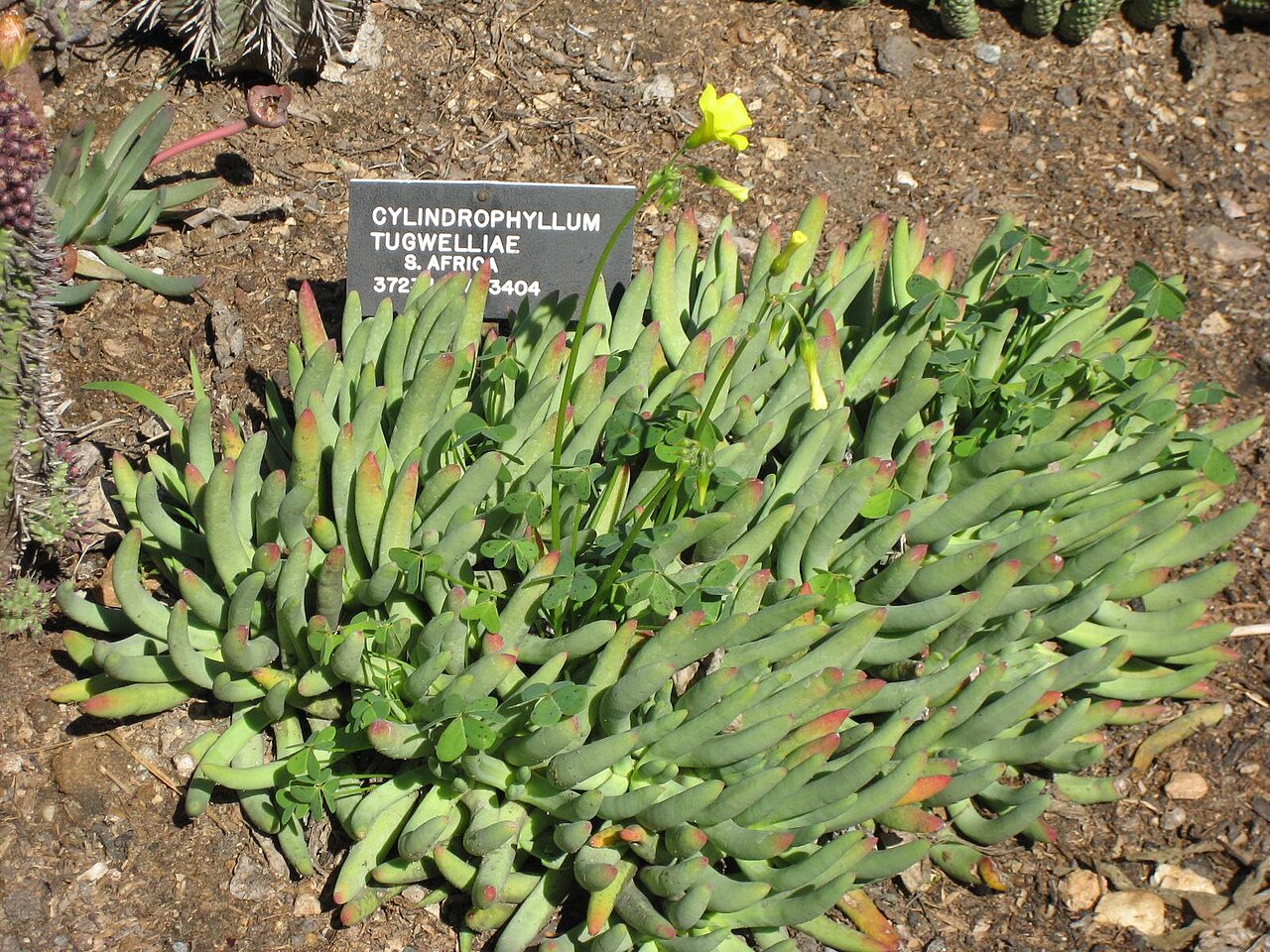 Cylindrophyllum tugwelliae: Photographed at Huntington Gardens (Los Angeles) in March