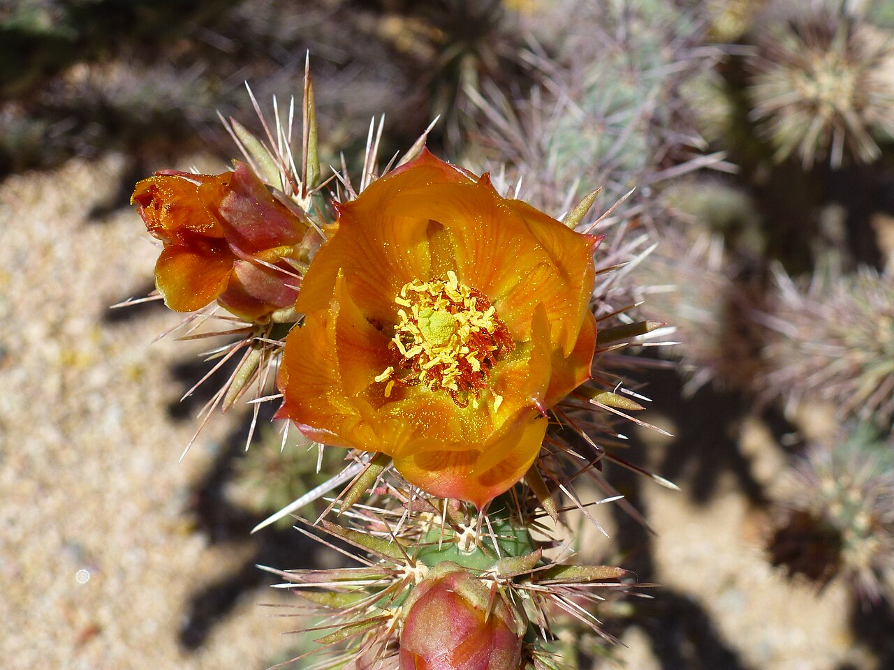 Buck-horn cholla: Buckhorn Cholla, Opuntia acanthocarpa