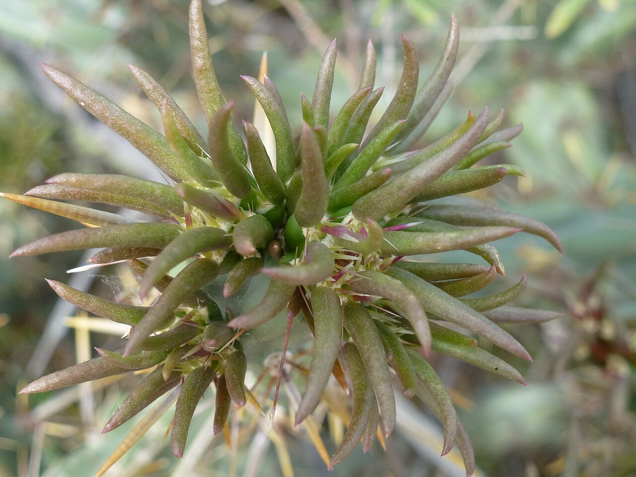 Buck-horn cholla: 2013 Growth, Cylindropuntia acanthocarpa, Staghorn Cholla, Sonoran Desert