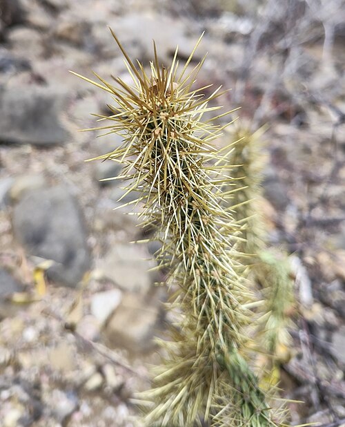 Cylindropuntia alcahes: Brincadora Cholla ( Cylindropuntia alcahes ) in Mexico