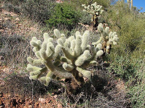 Teddybear cholla: Teddy Bear cholla ( Cylindropuntia bigelovii ), Tonto National Forest, Arizona, United States