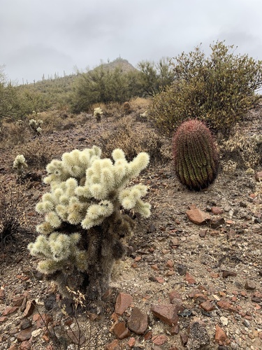 Teddybear cholla (Cylindropuntia bigelovii)