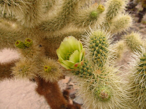 Teddybear cholla (Cylindropuntia bigelovii)