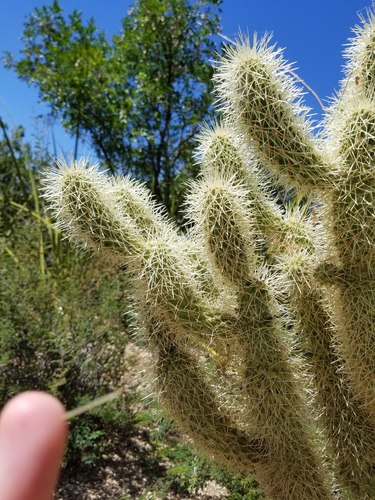 Teddybear cholla (Cylindropuntia bigelovii)
