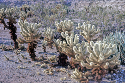 Teddybear cholla (Cylindropuntia bigelovii)