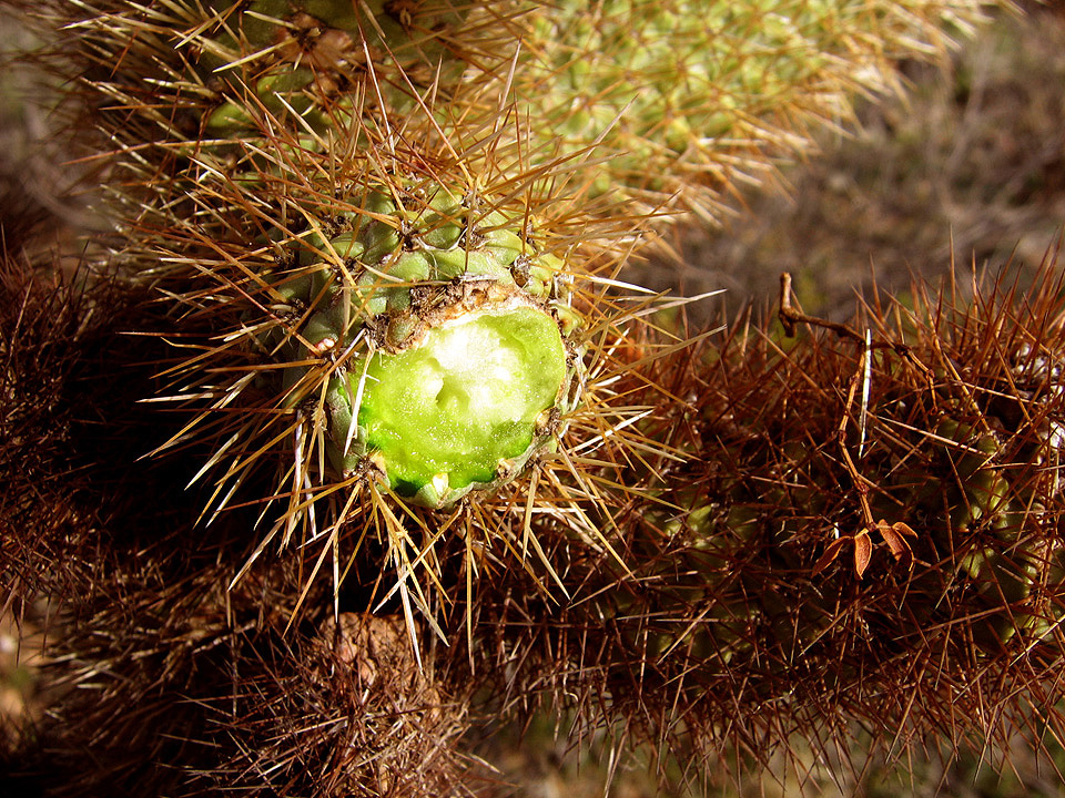 Teddybear cholla (Cylindropuntia bigelovii)