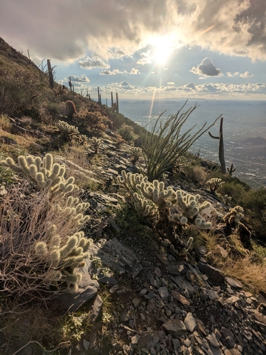 Teddybear cholla (Cylindropuntia bigelovii)