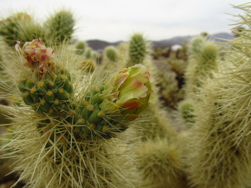 Teddybear cholla (Cylindropuntia bigelovii)