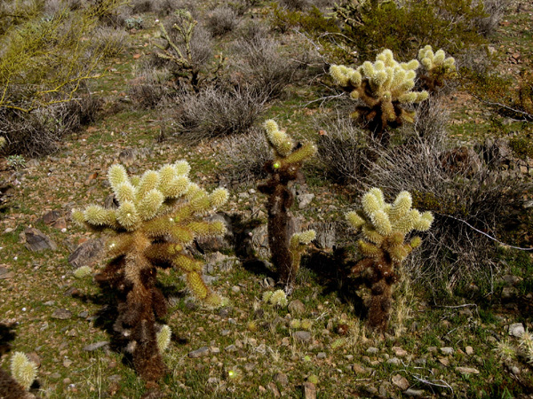 Teddybear cholla (Cylindropuntia bigelovii)