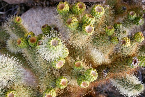 Teddybear cholla (Cylindropuntia bigelovii)