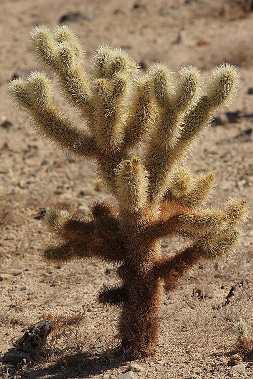 Teddybear cholla: Teddy Bear cholla cactus - Cylindropuntia bigelovii. Cholla Garden, Joshua Tree National Park.