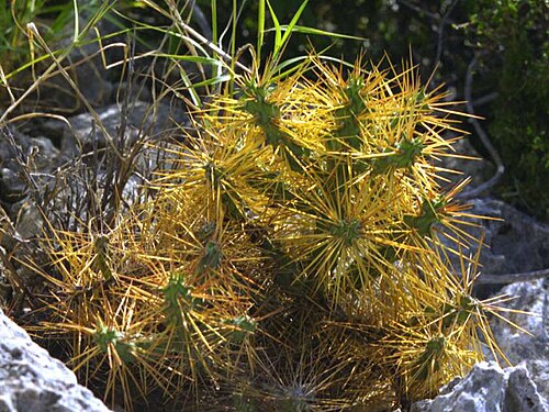 Cylindropuntia caribaea: Cylindropuntia carribae